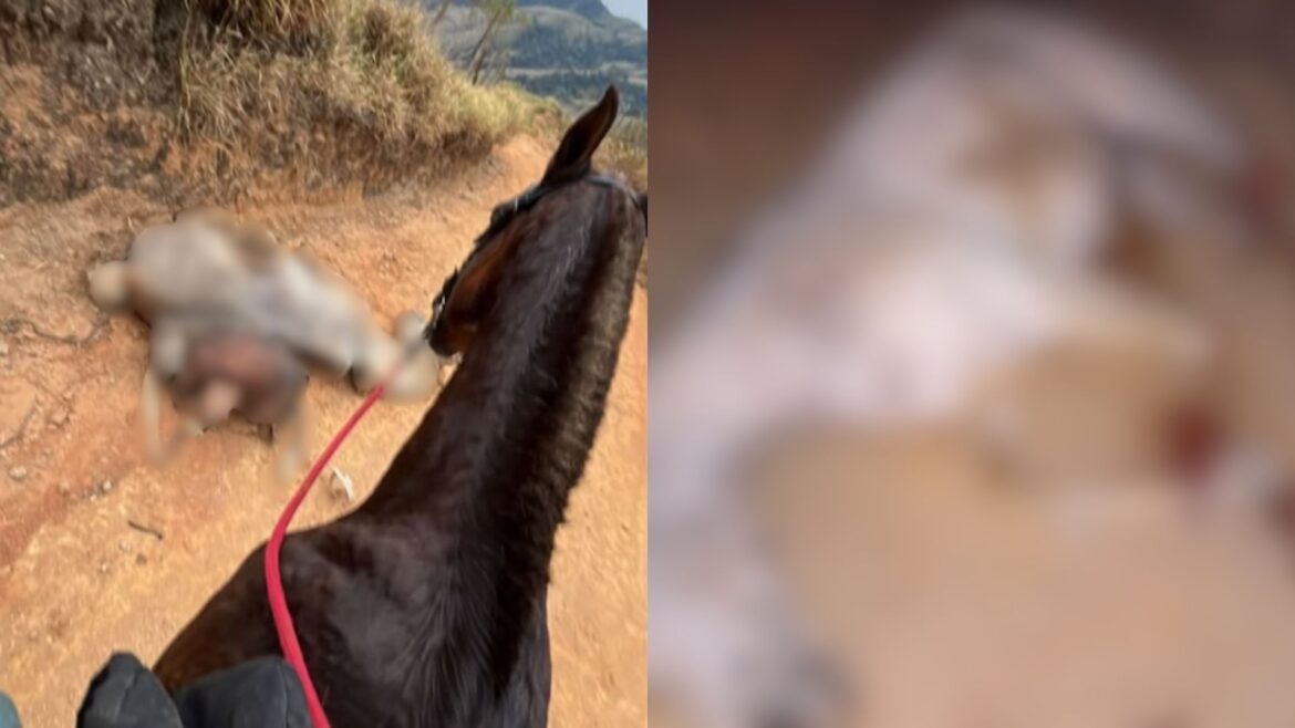 cavalo-mutilado-em-sp:-o-que-sabemos-sobre-o-crime-em-sao-paulo-|-cnn-brasil cavalo-mutilado-em-sp:-o-que-sabemos-sobre-o-crime-em-sao-paulo-|-cnn-brasil