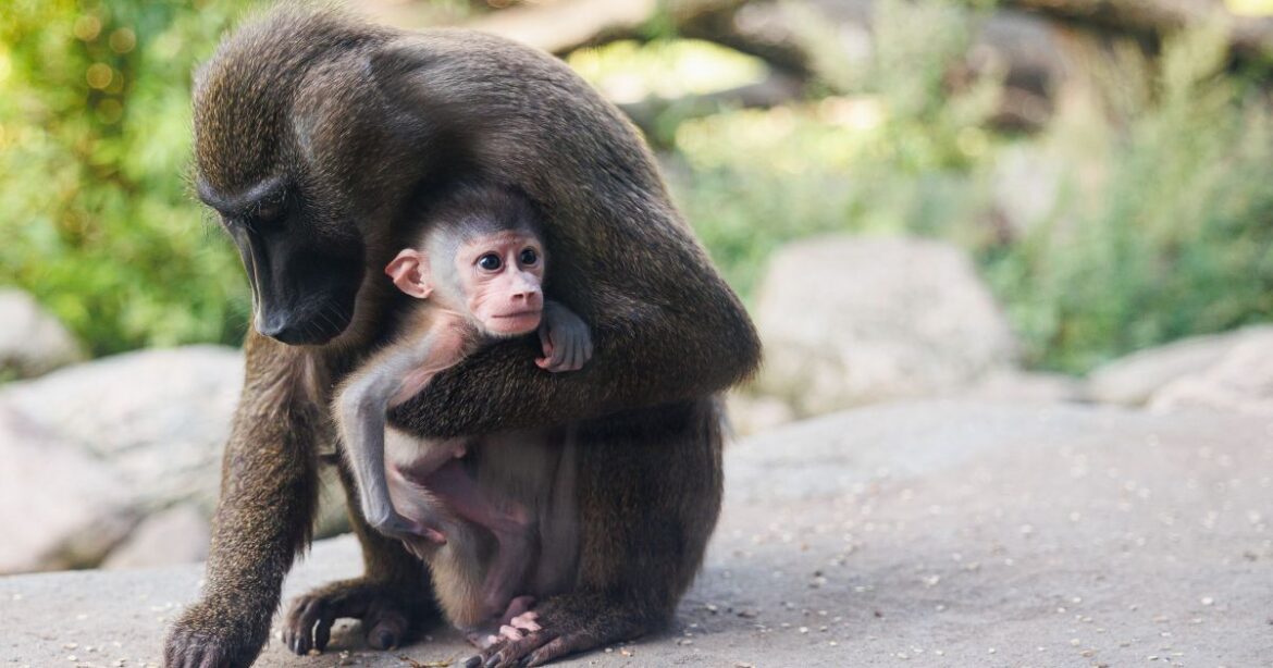 estudo-revela-que-femeas-de-mamiferos-vivem-mais-devido-ao-habito-sexual-|-cnn-brasil