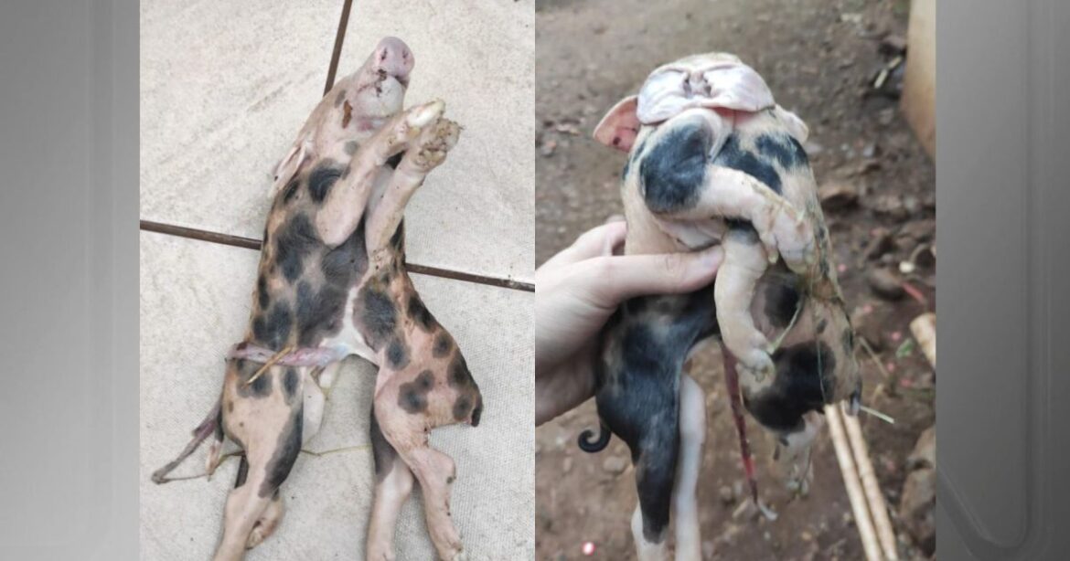 leitao-nasce-com-dois-corpos-e-seis-patas-em-santa-catarina;-veja-video-|-cnn-brasil